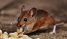 24 Hour & Emergency Exterminators in Mc Gaheysville, VA